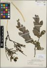 Foto von Salix myrsinifolia Salisb.
